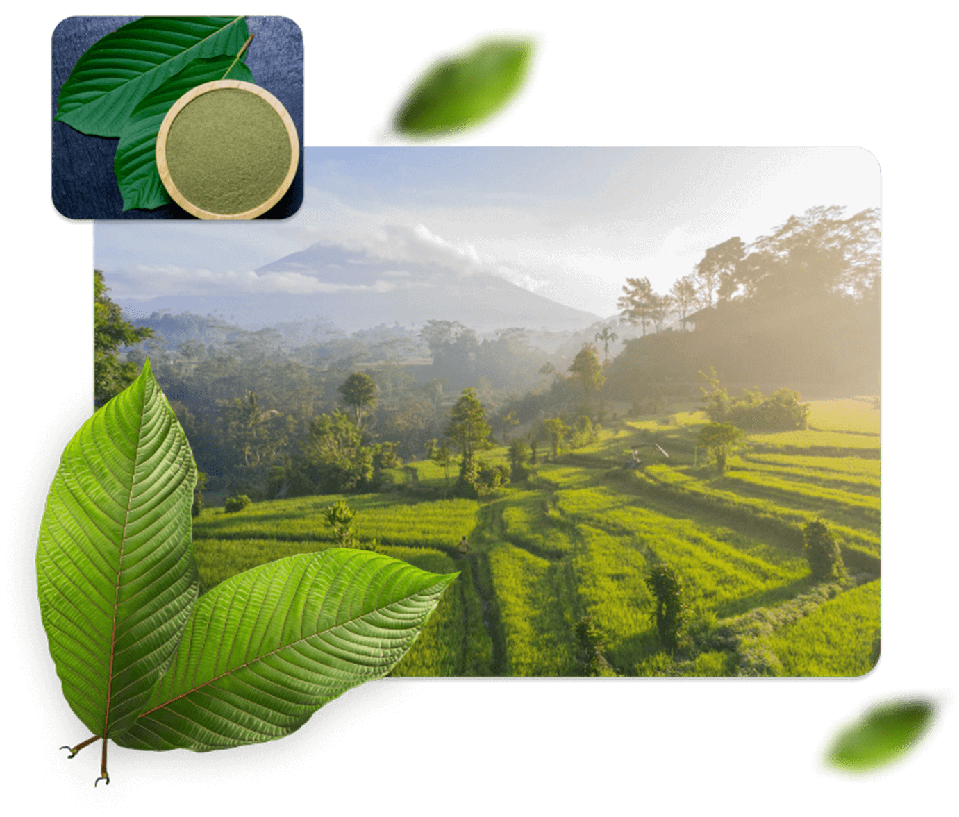 Kratom IQ