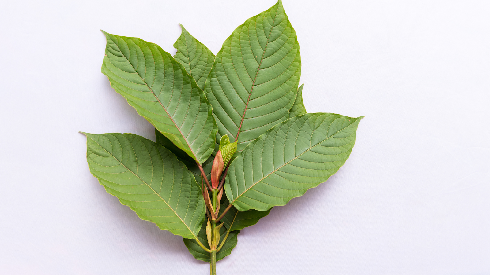 How To Take Kratom