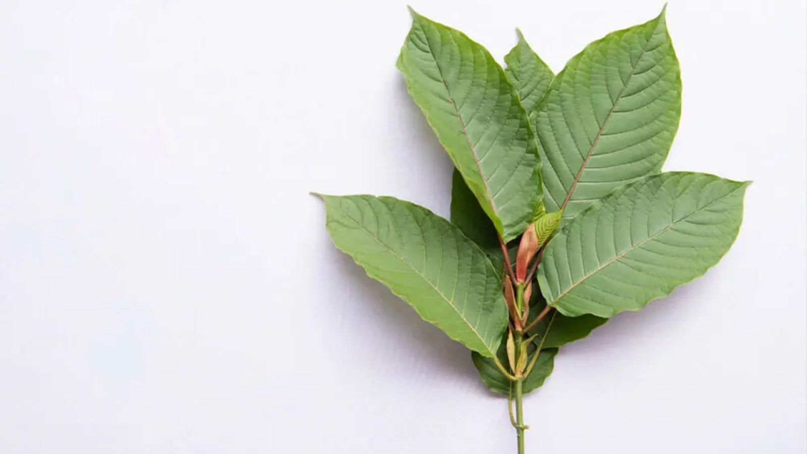 Kratom Legality in Florida