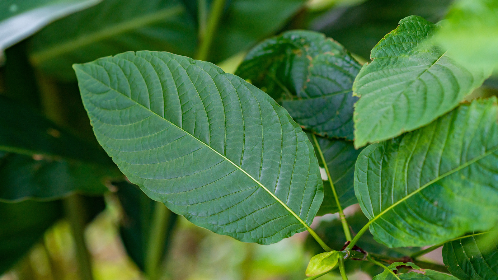 Red-Vein-Kratom