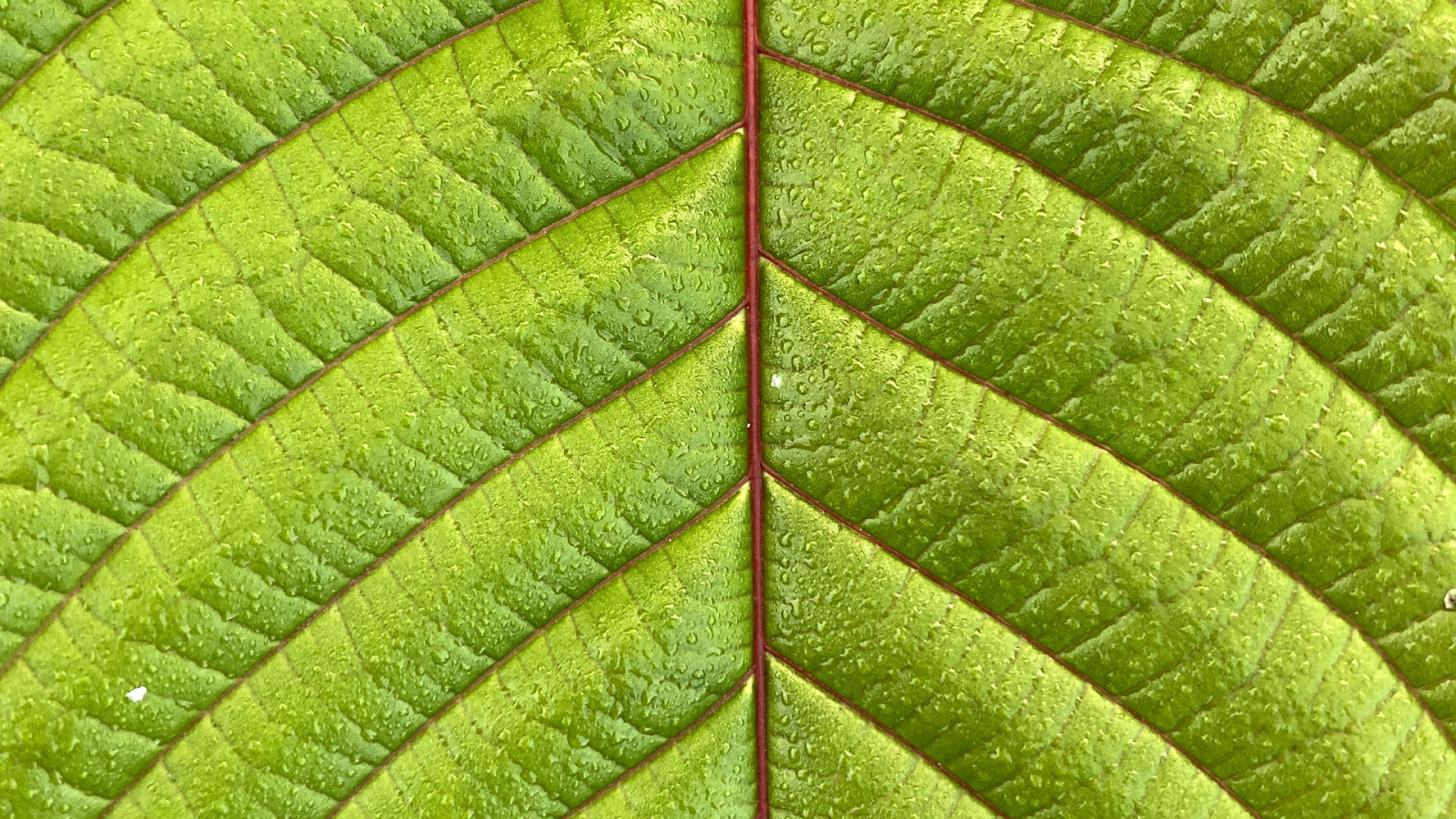 Kratom Leaf