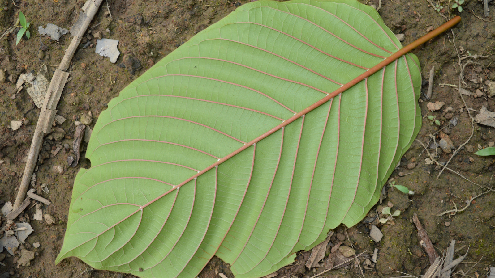 Red-Vein-Kratom